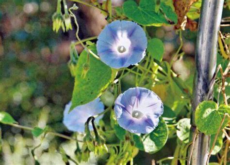 牽牛花風水|【牽牛花風水】牽牛花的風水奇蹟：避開家中「6大禁忌」，好運。